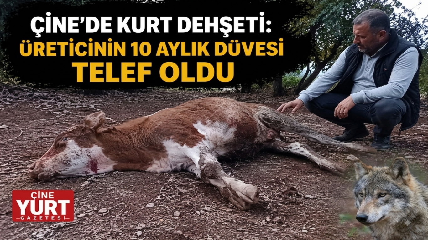ÇİNE’DE KURT DEHŞETİ: ÜRETİCİNİN 10 AYLIK DÜVESİ TELEF OLDU