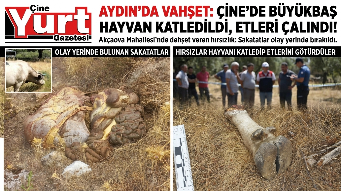 Aydın’da Vahşet: Çine’de Büyükbaş Hayvan Kesilip Etleri Çalındı!