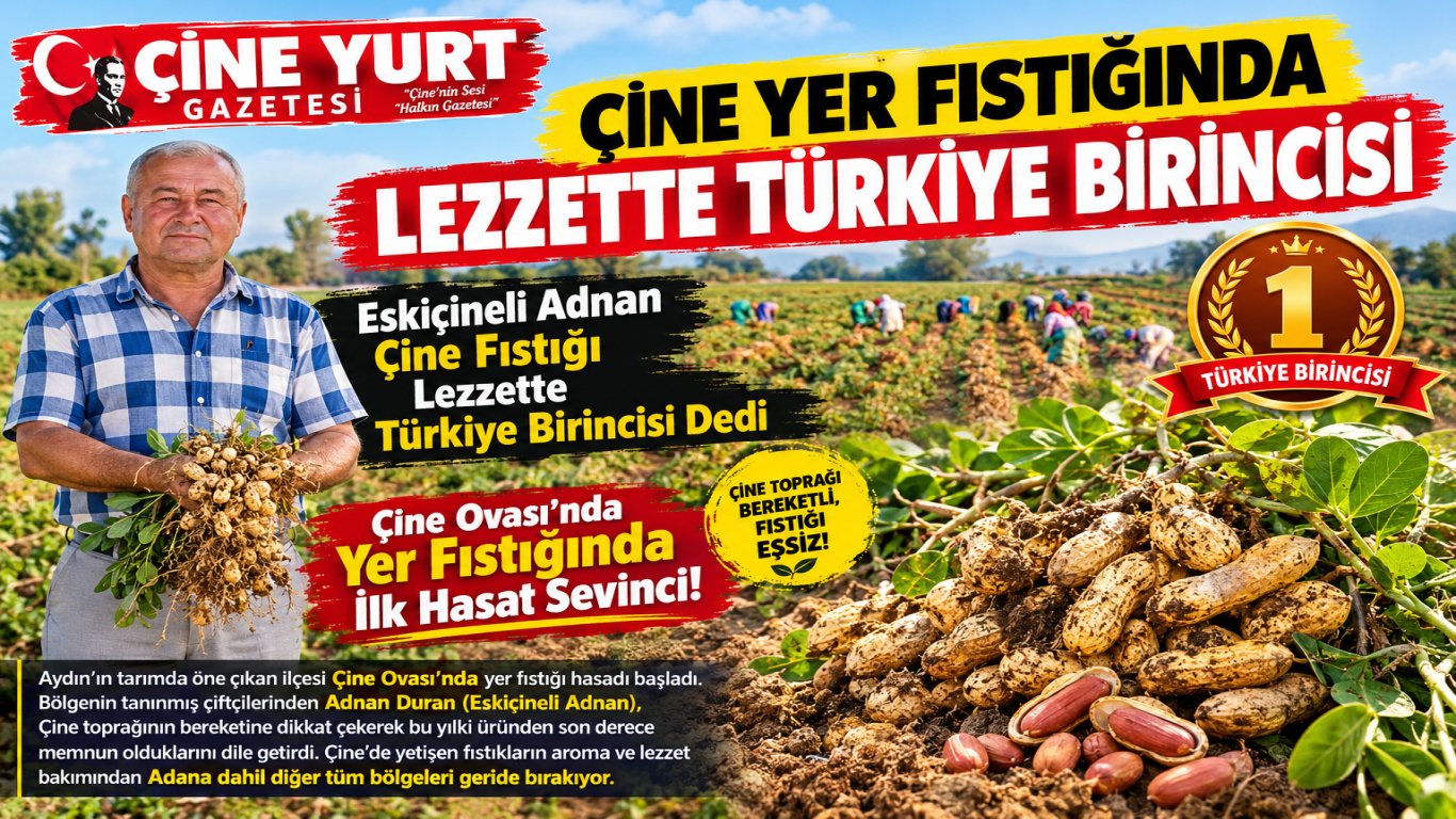 Çine Ovası’nda Yer Fıstığında İlk Hasat Sevinci! Eskiçineli Adnan Çine Fıstığı Lezzette Türkiye Birincisi Dedi