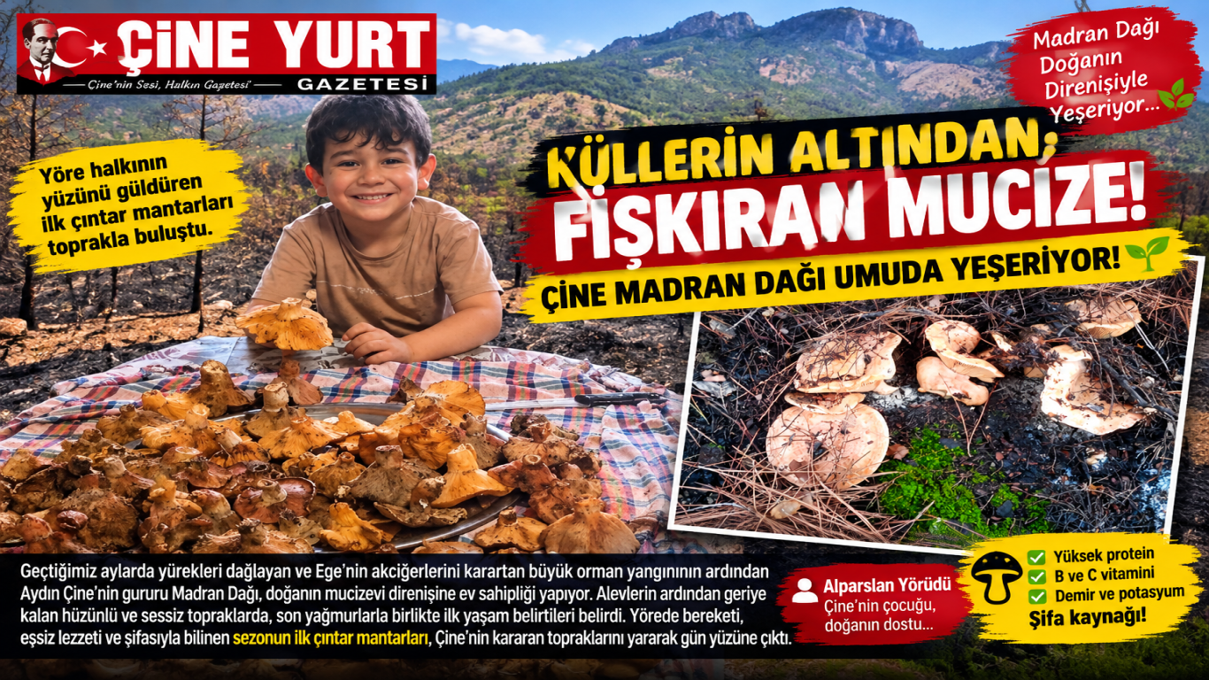 Küllerin Altından Fışkıran Mucize: Çine Madran Dağı Umuda Yeşeriyor!