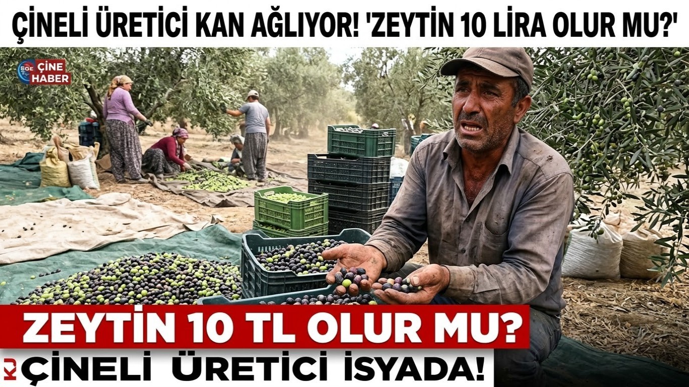 ZEYTİN DİBİ GÖRDÜ: ÇİNELİ ÜRETİCİ DEVLETTEN ACİL ÇARE BEKLİYOR!